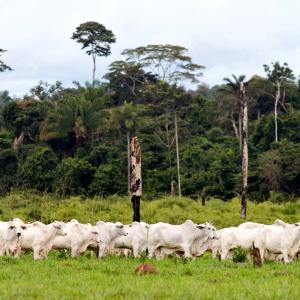 A herd of cattle in an open field surrounded by forest.