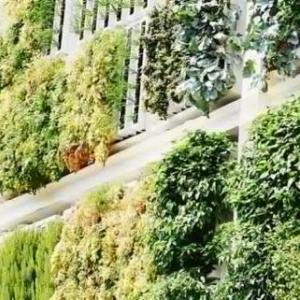 A wall filled with different greenery.