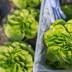 A person holding a lettuce 