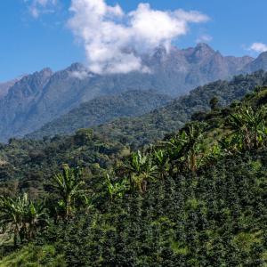 Coffee plants, shaded by large trees, grow on a sloped hillside with mountains in the background. 