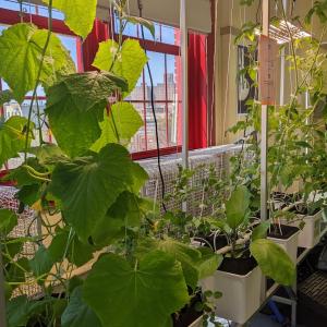 The Longwood Academy of Discovery's Vine Crop System with cucumber and tomato plants.