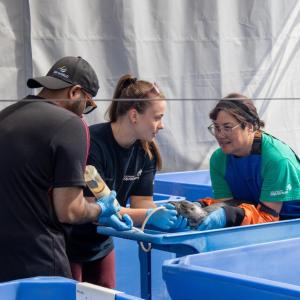 DP World volunteers assisting staff at the Marine Mammal Rescue Centre as they feed and care for an orphaned seal pup in a blue rehabilitation tub.