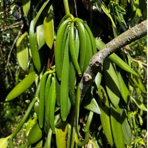Vanilla Planifolia tree