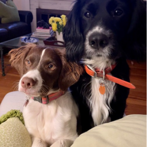 Our dogs are members of our family and get all the love in the world. Freddie has always been Mr. Personality and is so popular that some of our neighbors know his name, but not so much ours. Belle, on the other hand, could not care less about socializing with the neighbors. Too many bugs to stalk and stuffed toys to decapitate. — Mandy Flynn and dogs, Freddie and Belle