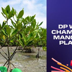 Mangrove forest