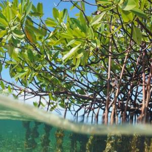 Mangrove