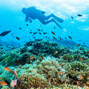 Scuba diver over coral reef