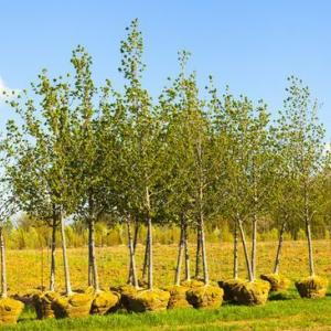 Trees ready to be planted