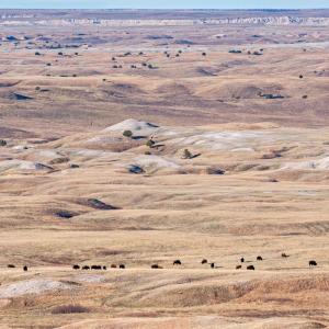 A dispersed herd of Plains bison, seen from a high-vantage point. © WWF-US / Clay Bolt
