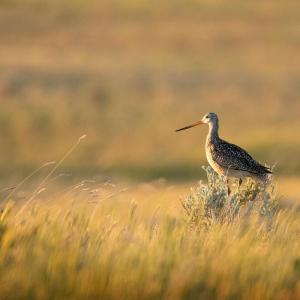 Marbled godwit bird in grasslands. © WWF-US/Clay Bolt