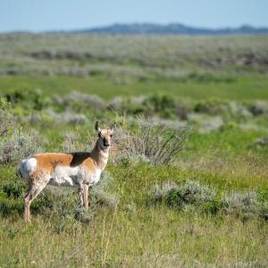 A pronghorn stands in a lush prairie. © WWF-US/Clay Bolt