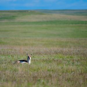 Pronghorn in a lush prairie. © WWF-US/Clay Bolt