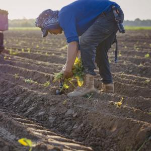 Person planting sweet potato slips into tilled field