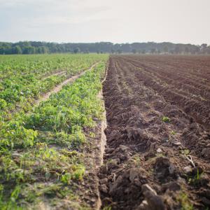 A field that is half tilled