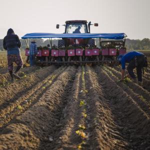 People planting sweet potato slips into tilled field