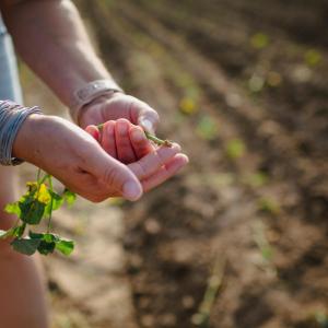 A person holding a sweet potato slip. 