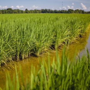 Close up of a rice field