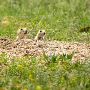 Prairie dogs peeking out of the soil in a field of grasslands. © WWF-US/Clay Bolt