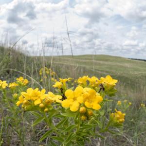 Yellow Puccoon flowers in the grasslands. © WWF-US / Clay Bolt