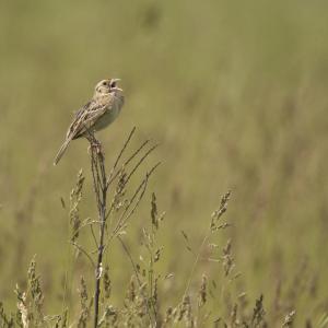 Grasshopper Sparrow perching in field of grass