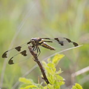 Close up of a Dragonfly in the grasslands