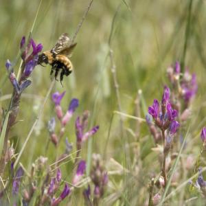 Yellow Bumble Bee in grasslands. © WWF-US / Clay Bolt