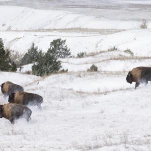 bison in a snow-covered prairie
