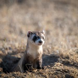 Black-footed ferret emerging from a burrow. © WWF-US/Clay Bolt