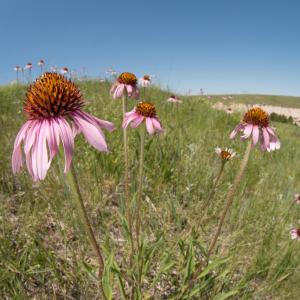 purple coneflowers in the prairie