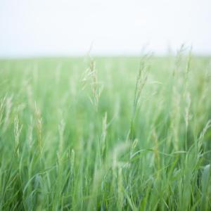 grasslands in the wind