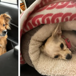 Mesha McMiller's pet dogs.