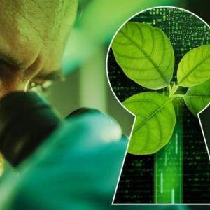 Person looking through a miscroscope