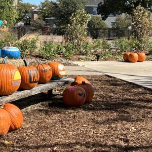 Painted pumpkins in a garden