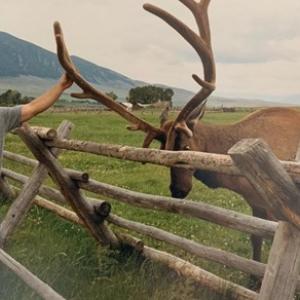 Mike Maloney touching the antlers of a large elk behind a fence.