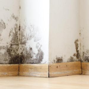 Mold