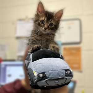 A kitten sat on top of a plush toy car