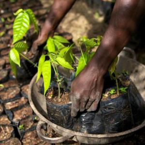 Hands holding plant starts