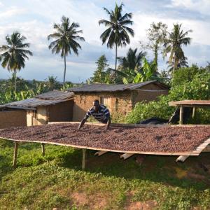 A Cocoa Life farm in Ghana. 