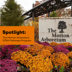 "Spotlight: The Morton Arboretum STEM pathways program" Outdoor view of The Morton Arboretum sign and rows of mums in front of it.