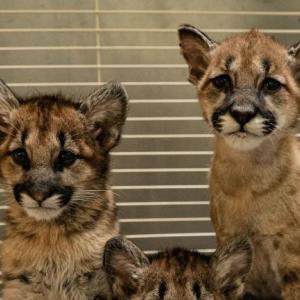 Mountain lion cubs 