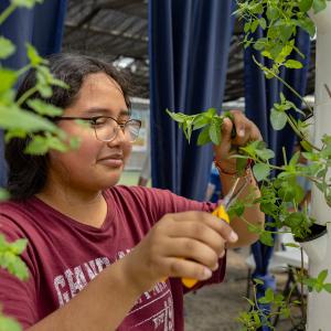 Trimming a plant
