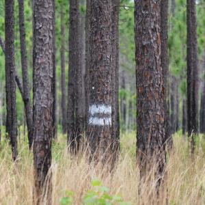 trees in a forest