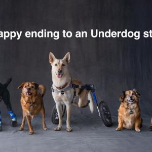 5 dogs pose under text that says "A happy ending to an Underdog story."