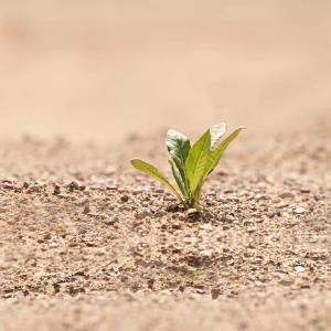 Small plant growing in dry earth.