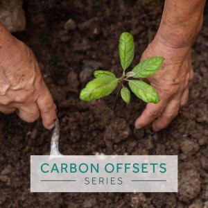 Carbon Offsets Series: Small plant shown being planted in the ground.