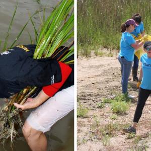 Pat Hammond working along the Galveston wetlands.