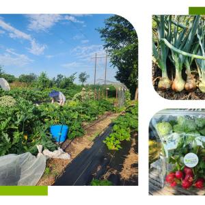 A collage  of vegetables  