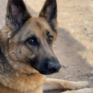 Nate's German Shepherd.