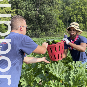 Two people picking produce in a large garden