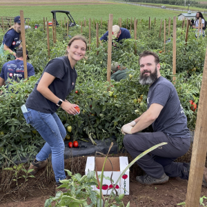 Group picking tomatoes